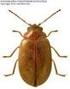 Dwa gatunki Clambidae (Coleoptera) nowe dla Polski