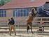 Naruszenie kodeksu powstępowania z koniem, oraz przypadki okrucieństwa i brutalnego postępowania z koniem skutkują dyskwalifikacją z zawodów.