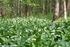 Stanowisko Allium victorialis (Liliaceae) na Wyżynie Śląskiej