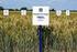 Plonowanie odmian pszenicy ozimej w różnych środowiskach jednoroczna seria PDOiR