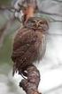 Występowanie sóweczki Glaucidium passerinum w Lasach Lublinieckich ' Occurence of Pygmy Owl in Lubliniec Forest (Upper Silesia)