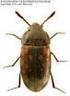 Chrząszcze (Coleoptera) Śląska Dolnego i Górnego dotychczasowy stan poznania oraz nowe dane faunistyczne: Agyrtidae i Silphidae (Staphylinoidea)