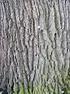 Dąb szypułkowy-opis Gatunek typowy dla rodzaju dębów, obejmującego drzewa liściaste z rodziny bukowatych. Występuje w Europie (z wyjątkiem północnej S