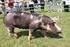 Przyżyciowa ocena cech tucznych i rzeźnych świń w Polsce