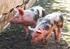 Afrykański pomór świń materiały szkoleniowe dla hodowców świń