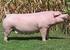Production traits of Polish Large White sows kept in breeding herds in the Warmia and Mazury region in the years