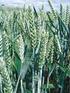 Reakcja wybranych odmian pszenicy ozimej na uprawę w systemie ekologicznym