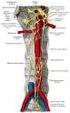 Block of the sympathetic nervous system Celiac plexus and nerve blocks
