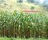 Effectiveness of weed control in maize with two foliage treatments