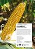 KUKURYDZA. Katalog odmian. Najchętniej kupowane odmiany kukurydzy w Polsce