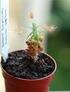 Rodzaj Gatunek Odmiana Ilość CENA zamówienie Rośliny Argyranthemum Citronelle 168 0,80 zł Rośliny Argyranthemum Pacific Gold 84 0,88 zł Rośliny