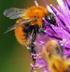 Trzmiele i trzmielce (Hymenoptera, Apidae: Bombus Latr., Psithyrus Lep.) Parku Krajobrazowego Wzniesień Łódzkich