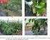 EFFECT OF A SUBSTRATE ON YIELDING AND QUALITY OF GREENHOUSE CUCUMBER FRUTIS