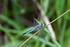 New data on dragonflies (Odonata) of northeasternmost Bulgaria Nowe dane o ważkach (Odonata) północno-wschodniej Bułgarii