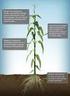 CONTENT AND UPTAKE OF PHOSPHORUS AND CALCIUM WITH THE YIELD OF POTATO TUBERS DEPENDING ON CULTIVATION OPERATIONS