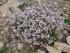 MACIERZANKA TYMIANEK - (Thymus vulgaris L.)