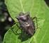 Lądowe pluskwiaki różnoskrzydłe (Hemiptera: Heteroptera) doliny górnej Ropy