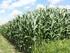 Kukurydza na ziarno Wymagania klimatyczno-glebowe Temperatura