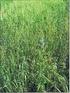 Weed infestation of oats in one variety and mixture of three varietes stands under organic farming