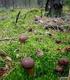 Regulacje użytkowania i obrotu leśnych grzybów jadalnych