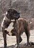 DOG KANARYJSKI (Dogo Canario)