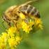 WPŁYW RÓŻNYCH GATUNKÓW I SZCZEPÓW NICIENI ENTOMOPATOGENICZNYCH NA PLEŚNIAKOWCA LŚNIĄCEGO (ALPHITOBIUS DIAPERINUS PANZER)