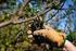 Zmiany w przepisach dotyczących usuwania i przycinania drzew