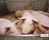 Wpływ zawartości lizyny strawnej w mieszankach zbożowo-rzepakowych na tempo wzrostu i chemiczny skład przyrostu dziennego świń