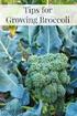USEFULNESS OF SELECTED BROCCOLI VARIETIES FOR FREEZING