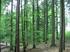 Teledetekcyjne określanie biomasy drzewnej i zasobów węgla w lasach projekt realizowany w ramach programu Biostrateg