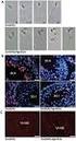 Endo-siRNA: 32 Ghildiyal & Zamore (2009) Nat Rev Genet