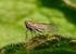 Fauna piewików (Hemiptera: Fulgoromorpha et Cicadomorpha) wybranych rezerwatów leśnych Wyżyny Woźnicko-Wieluńskiej