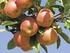 EVALUATION OF APPLE CULTIVARS FOR SUSTAINABLE FRUIT PRODUCTION