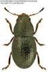 Materiały do znajomości ryjkowców (Coleoptera: Curculionoidea: Apionidae, Curculionidae) Śląska