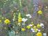 Bromus secalinus (Poaceae) na Wyżynie Śląskiej tendencje dynamiczne w świetle 17 lat obserwacji