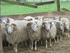 Hodowla zachowawcza polskiej owcy górskiej odmiany barwnej