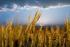 ACTUAL STATE AND CONDITIONS OF CULTIVATION OF GRAIN CROPS MIXTURES IN POLAND