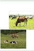Ochrona zasobów genetycznych małych populacji bydła w Polsce