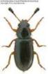 Nowe stanowiska interesujących przekrasków (Coleoptera: Cleridae) w Polsce