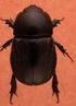 New data on the occurrence of beetles (Coleoptera) in Rogalin Landscape Park. Part II. Water beetles (Coleoptera aquatica)