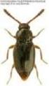 Nowe stanowiska Scydmaeninae (Coleoptera: Staphylinidae) w Polsce