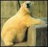 Międzynarodowy Dzień Niedźwiedzia Polarnego