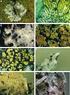 Key words: lichens, lichenicolous fungi, Ukrainian Carpathians, Eastern Beskidy Mts.
