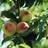 Growth and cropping of two cultivars of peach and nectarine in the conditions of the Sandomierska Plateau