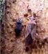 Pluskwiaki różnoskrzydłe (Hemiptera: Heteroptera) zimujące w ściółce w różnych typach zbiorowisk leśnych okolic Turawy i Szczedrzyka (woj.