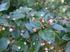 Cotoneaster lucidus (Rosaceae) gatunek potencjalnie inwazyjny w Górach Pieprzowych koło Sandomierza