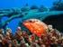 Kultowe nurkowania: Shark & Yolanda Reef
