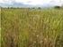 DIVERSITY OF WEED INFESTATION DEPENDING ON MAIZE CROPPING SYSTEM