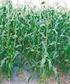 kukurydry cukrowej kukurydza cukrowa uprawiana jako warzy\ryo ma mniej sze maczenie