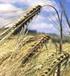 Ocena zmienności cech agronomicznych odmian jęczmienia jarego z Banku Genów w Radzikowie
